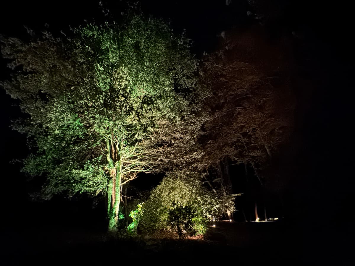 Tree canopy uplighting installation by Luna Vista Exterior Lighting